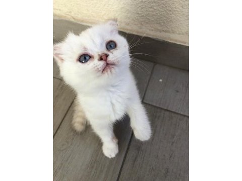 Safkan scottish fold dişi mavi gözlü kedimiz