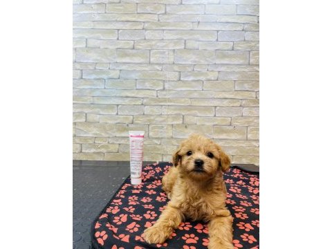Orjinal mini boy maltipoo yavrular