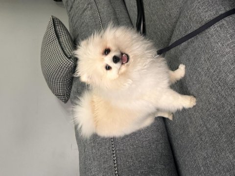 6 aylık aşıları çipi vs herşeyi tam pomeranian boo
