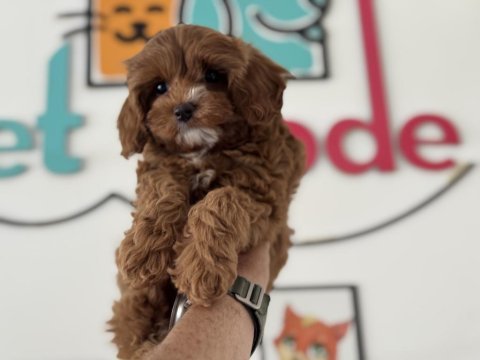 Ankaranın en güzel mini boy maltipoo yavruları