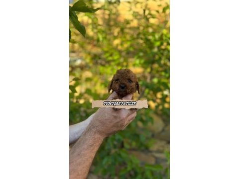 Orjinal red brown toy poodle