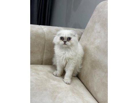 A kalite safkan scottish fold longhair silver point erkek