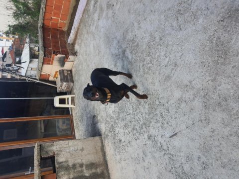 A sınıf doberman