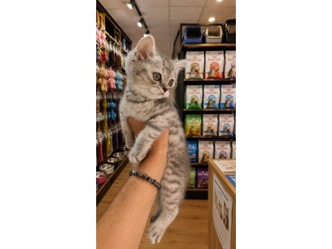 British shorthair silver 2,5 aylık yavru