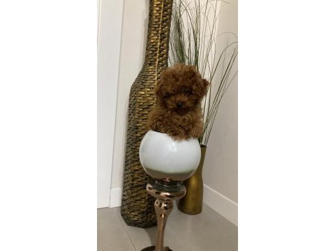 Toy poodle bebeklerimiz