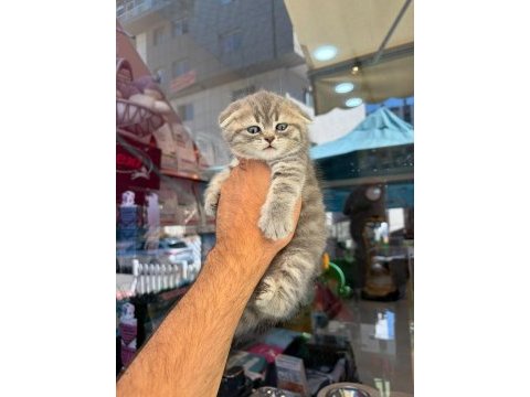 Irk ve sağlık garantili scottish fold yavrularımız