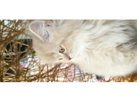 British longhair bly ay12