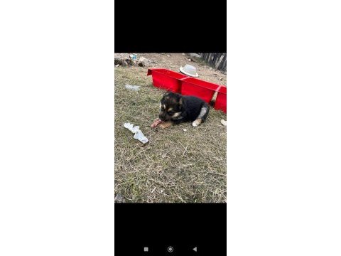 Alman kurt köpeği yerli kurt