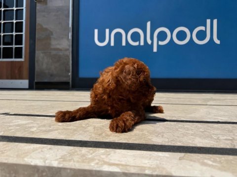 Irk garantili toy poodle yavrular