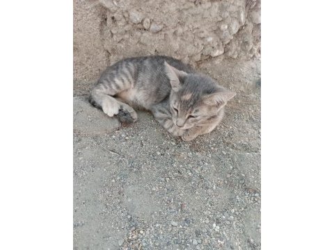 Gri yavru kedimiz acil yuva arıyor