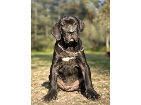 Irk garantili a şecere belgeli cane corso
