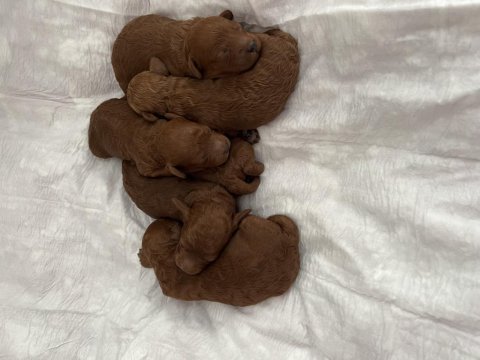 Ev doğumu (kızımın poodle bebekleri)