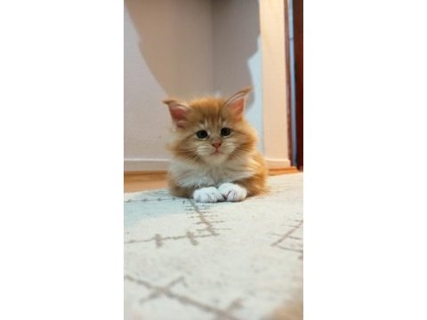 İlloai ve arthur yavruları hepsi şampiyon adayı kediler