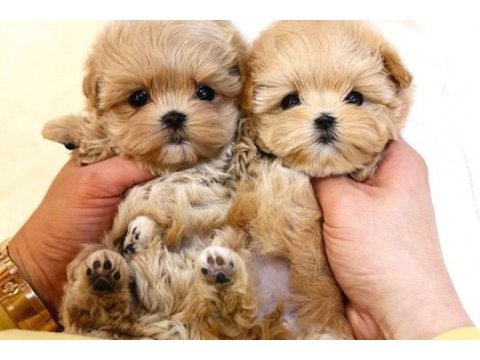A kalite maltipoo yavrular kore