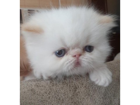 İran exotic longhair bebekler