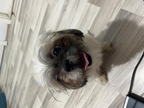 Çok uysal çok akıllı dişi shih tzu