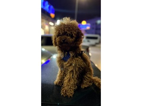 Toy poodle