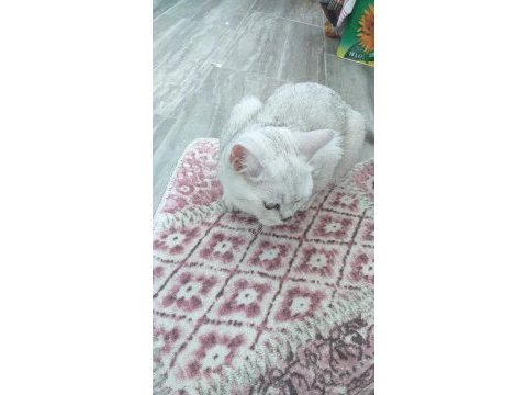 British shorthair kızımıza yeni yuva arıyoruz