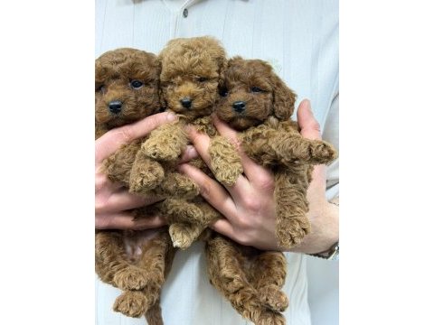Irk garantili evinizin neşesi toy poodle