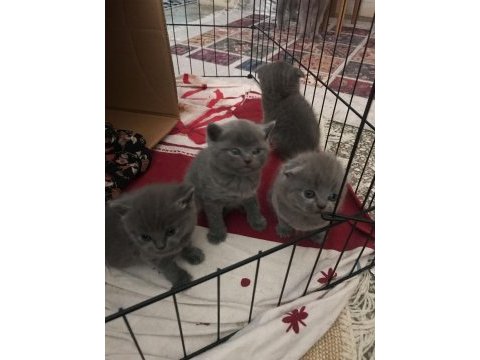 Bebiş kediler ilanda