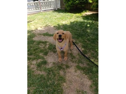 3 aylık golden retriever köpeğimiz