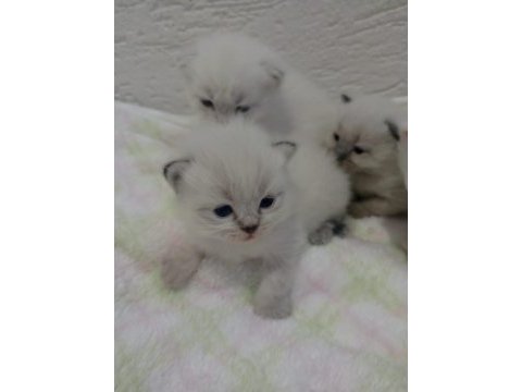 British shorthair ve scottish fold