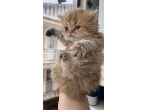 British longhair golden dişi yavru kedimiz