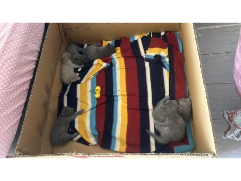 2 aylık british shorthair