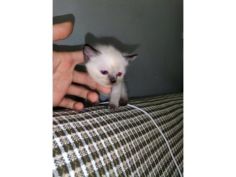 1 aylık dişi yavru siyam kedisi