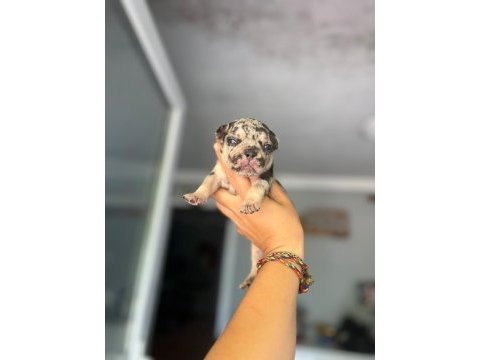 Egzotik ve standart fransız bulldog yavrularımız