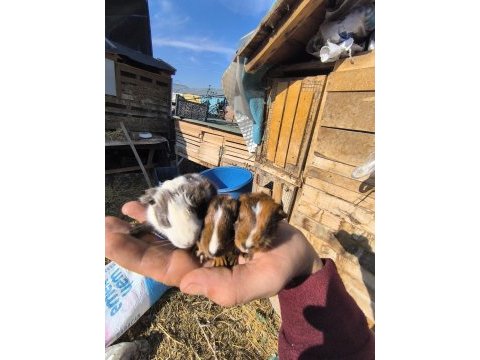 Her zaman ginepig bulunur üreticiyim