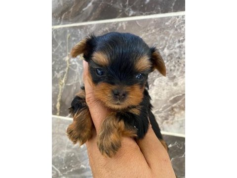 Teacup orjinal yorkshire terrier