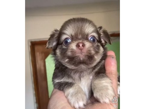 Tatlı şivava chihuahua köpeğimiz