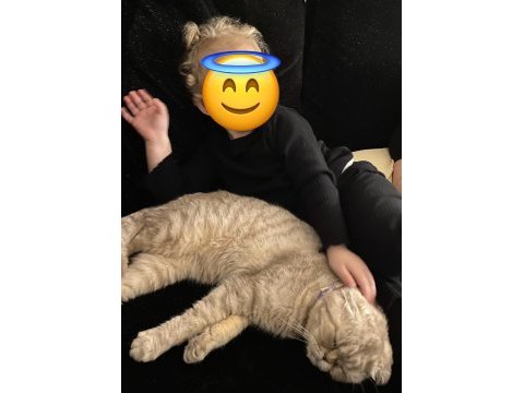 Ücretsiz sahiplendirme 3 yaşında scottish fold