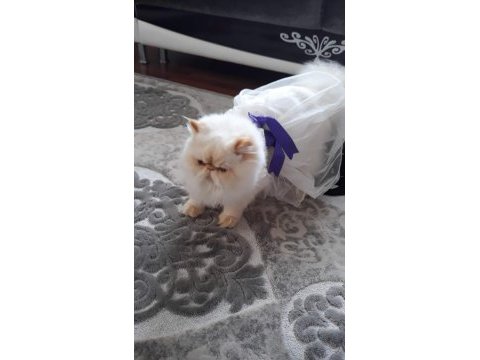 İran exotic longhair bebekler