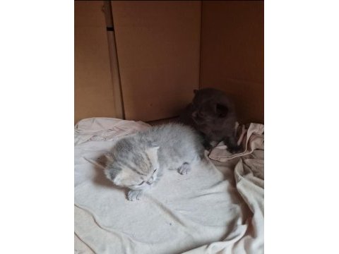 21 nisan doğumlu british shorthair yavru kediler