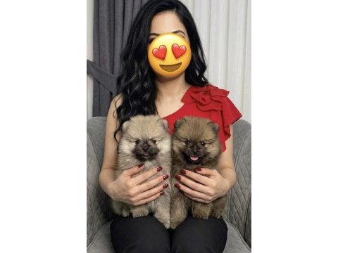 Pomeranian orange üst kalite erkek ve dişi aşklarım