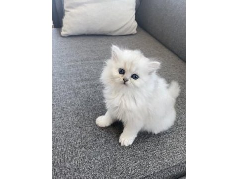 British longhair