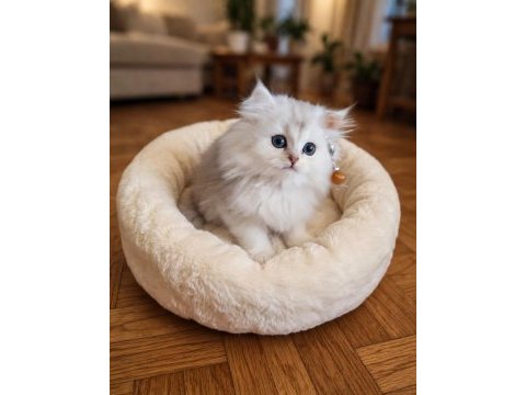 Silver british longhair erkek