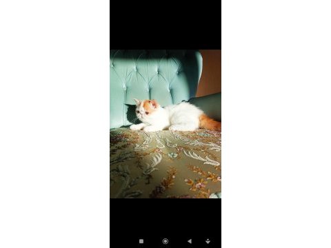 Türkiye'nin en iyilerinden exotic shorthair