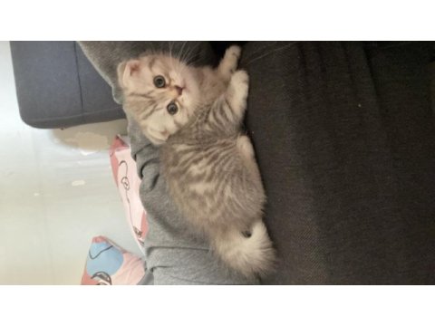 Dişi scottish fold yavrum