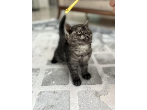 2 aylık sevimli erkek british longhair