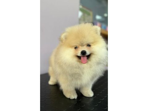 Gerçek ırk garantili pomeranian