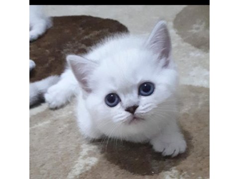Pamuk şekerlerim british shorthair