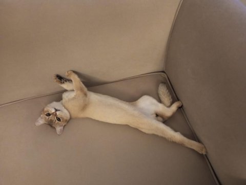 8 aylık erkek british shorthair fotolar yeni