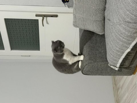 2 yaşında scottish fold