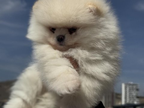 Petmode köpek çiftliğinden teddy pomeranian