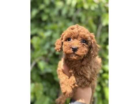 Exotıc pet club farkıyla orıjınal toy poodle yavruları