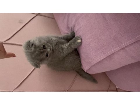 Acil sahiplendirilecek scottish fold eskişehir