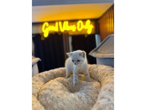 Orjinal baby face british shorthair blue point bebeklerimiz